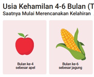 Perkembangan Bayi di Usia Kehamilan 4-6 Bulan